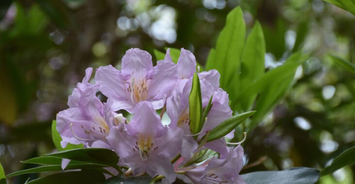 Jasno fioletowy kwiat rododendronu
