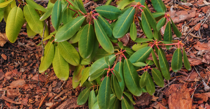 Posadzona sadzonka rododendronu w ogrodzie